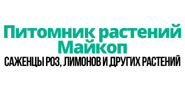 Питомник майкоп. Питомник растений Майкоп, Майкоп. Питомник Майкоп растения. Питомник растений в Адыгее. Майкоп питомники саженцев.