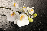 Стол нераздвижной стеклянный с фотопечатью Орхидея белая серия 2